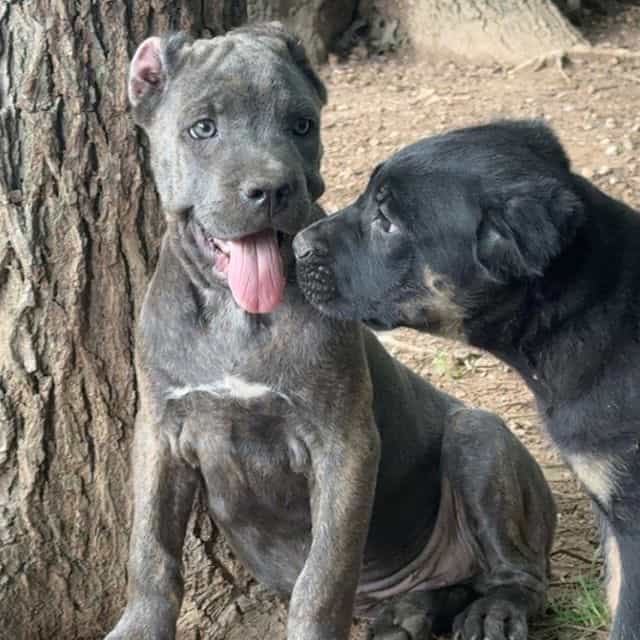 Stu Macher - Cane Corso Male
