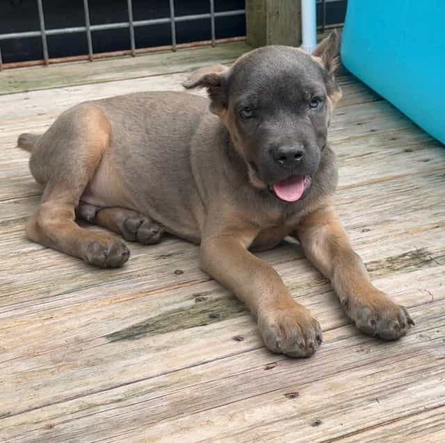 Billy Loomis - Cane Corso Male