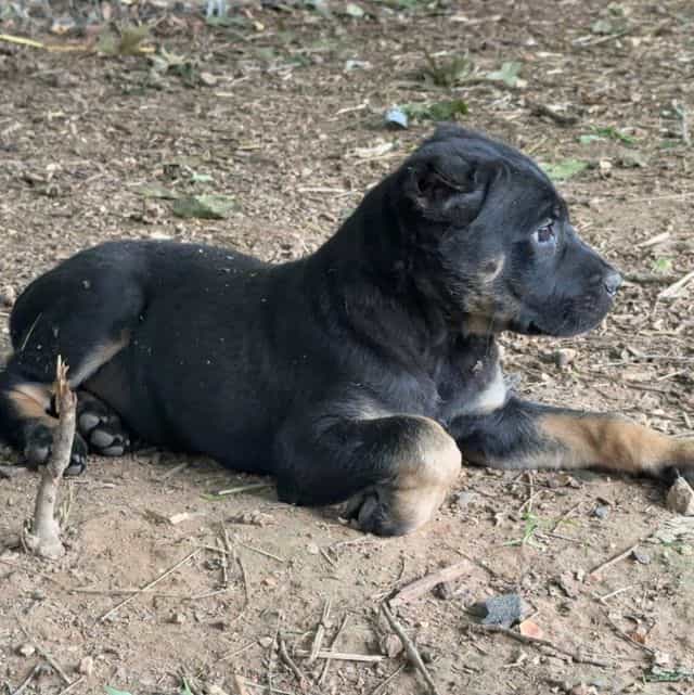 Dewey Riley - Cane Corso Male