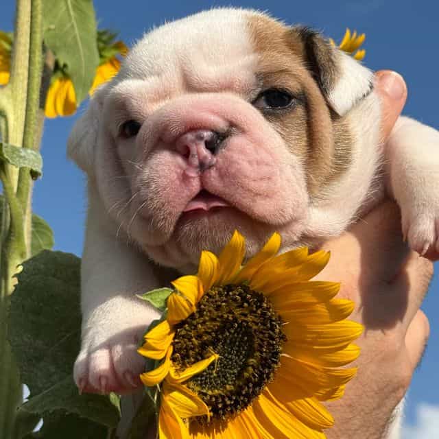 Sunny - English Bulldog Male