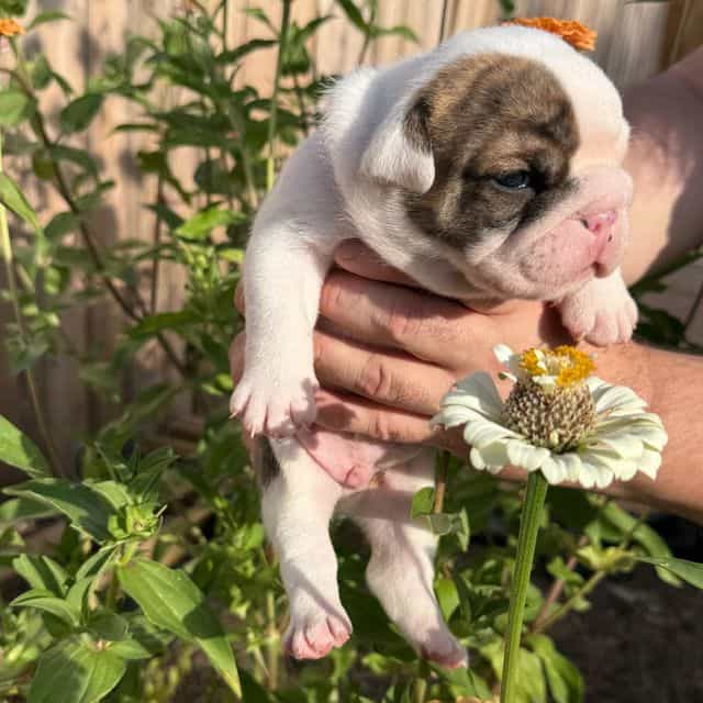 Sprout - English Bulldog Male