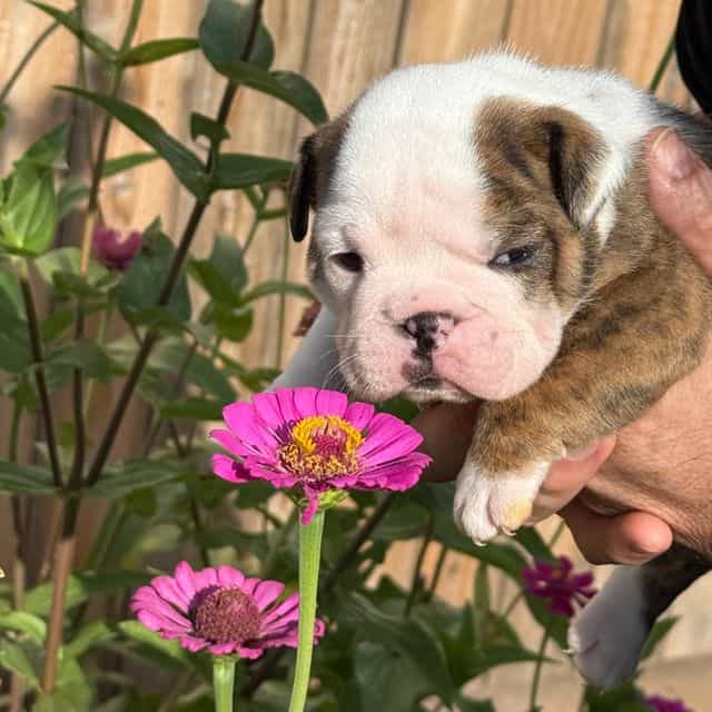 Petal - English Bulldog Female