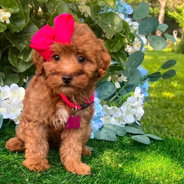 Ella - Goldendoodle Female