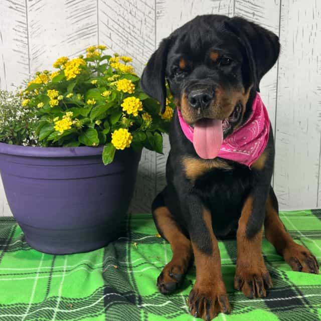 Missy - Rottweiler Female
