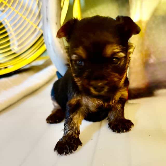 August - Yorkshire Terrier Female