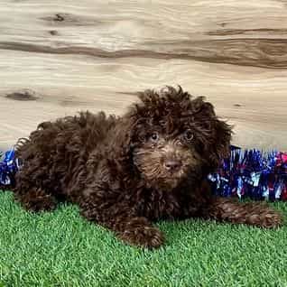 Vera - Yorkipoo Female