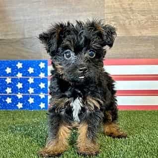 Ved - Yorkipoo Male