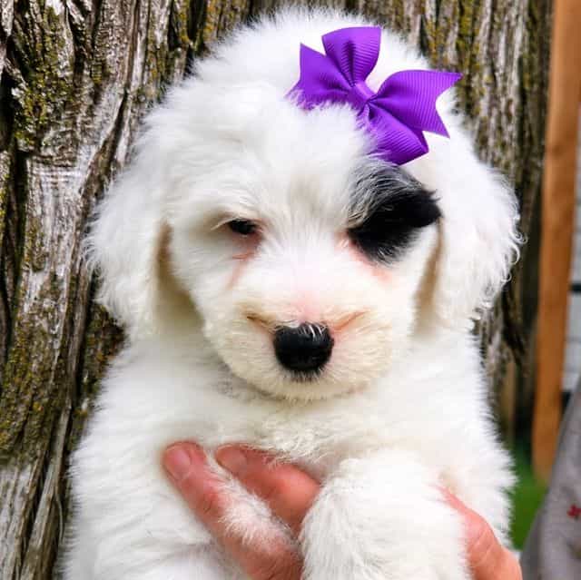 Patches-mini - Sheepadoodle Female