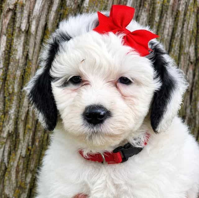 Opal-mini - Sheepadoodle Female