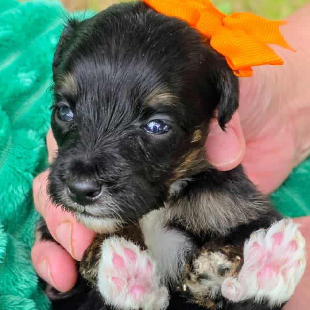 Ari- mini - Bernedoodle Female