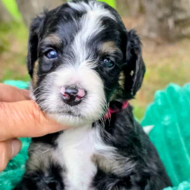 Alex- mini - Bernedoodle Male