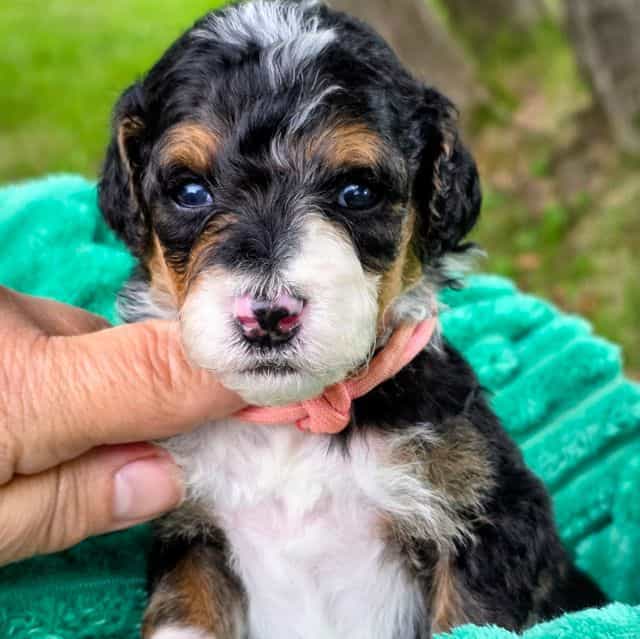 Sammy- mini - Bernedoodle Male
