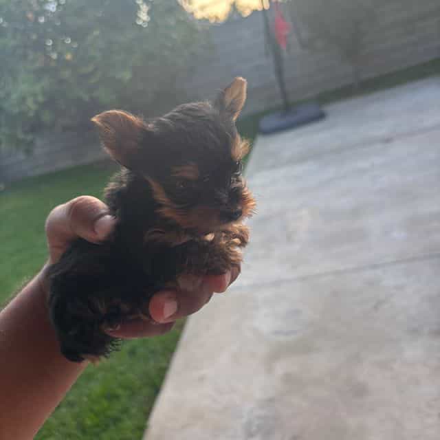 Mini 2 - Yorkshire Terrier Female