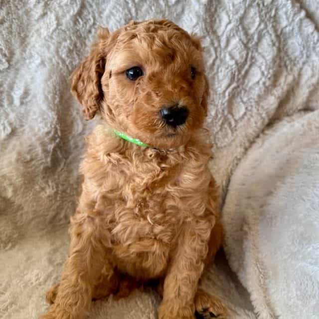 GREENIE BOY - F - Goldendoodle Male