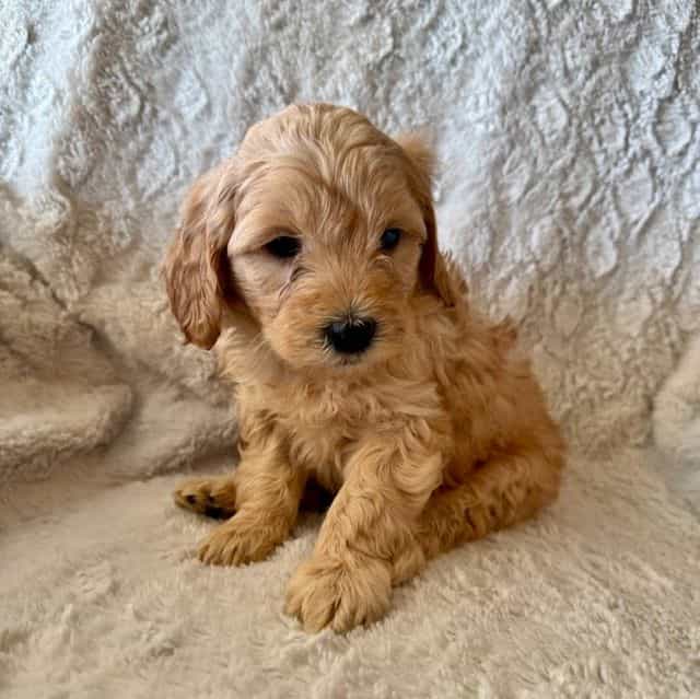 BROWN BOY - F1B - Goldendoodle Male