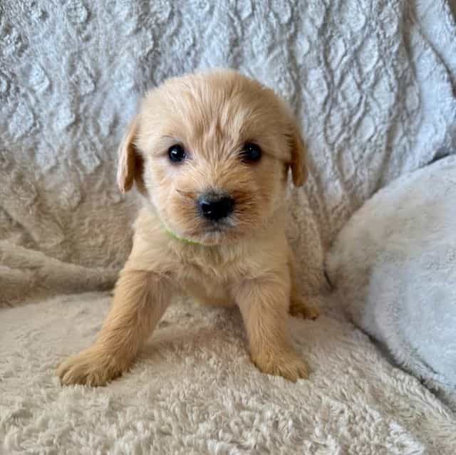 BRIGHT GREEN -  - Goldendoodle Male