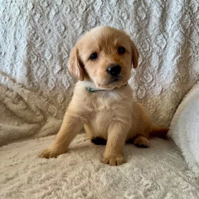 DARK GREEN - F1 - Goldendoodle Male