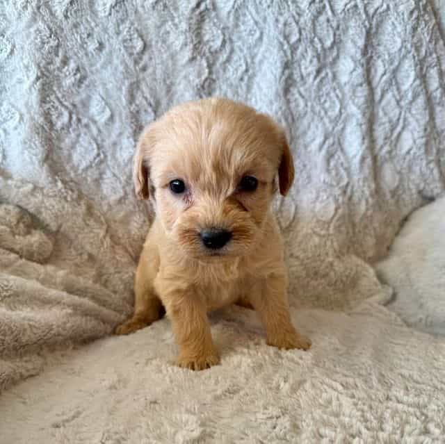 BLUE BOY - F1B - Goldendoodle Male