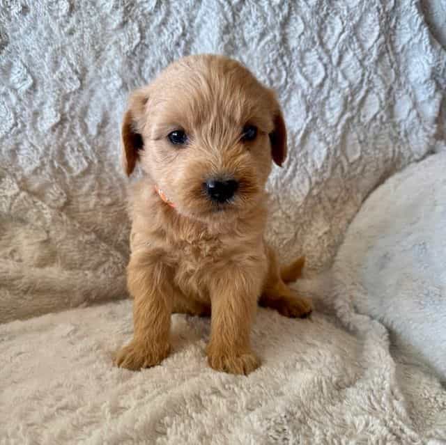 ORANGE BOY - F1 - Goldendoodle Male