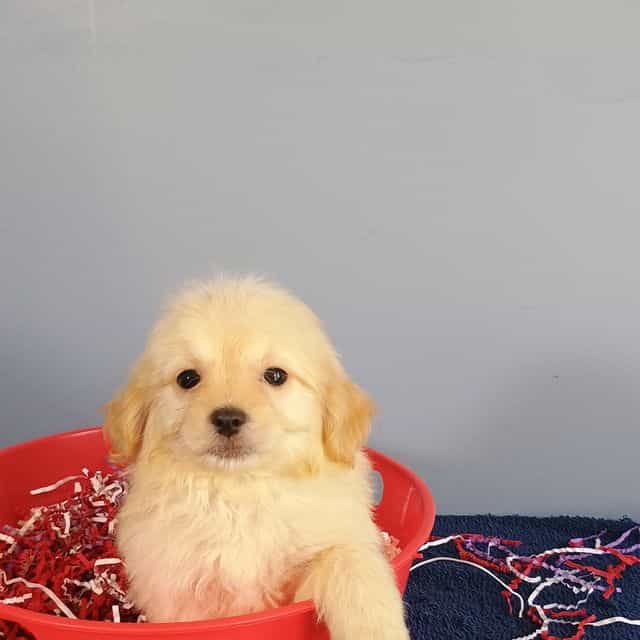 Boomer - Maltipom Male