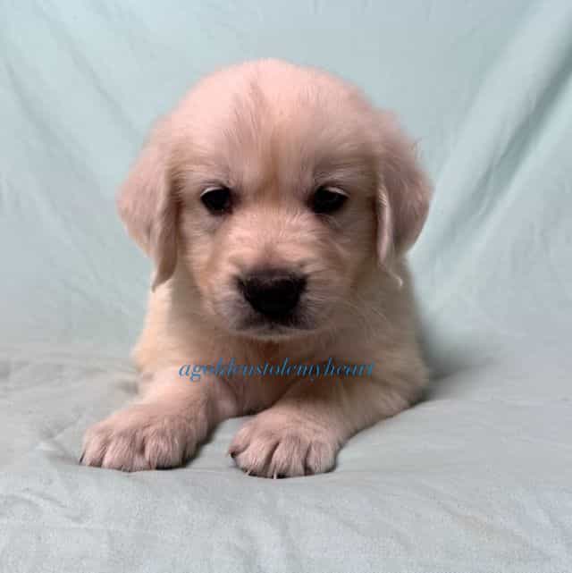 Matty - Golden Retriever Male