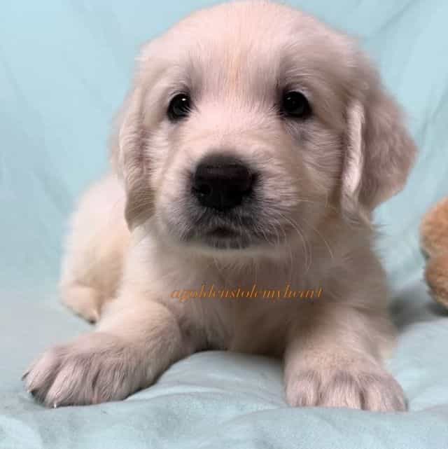 Mikey - Golden Retriever Male
