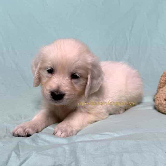 Matilda - Golden Retriever Female