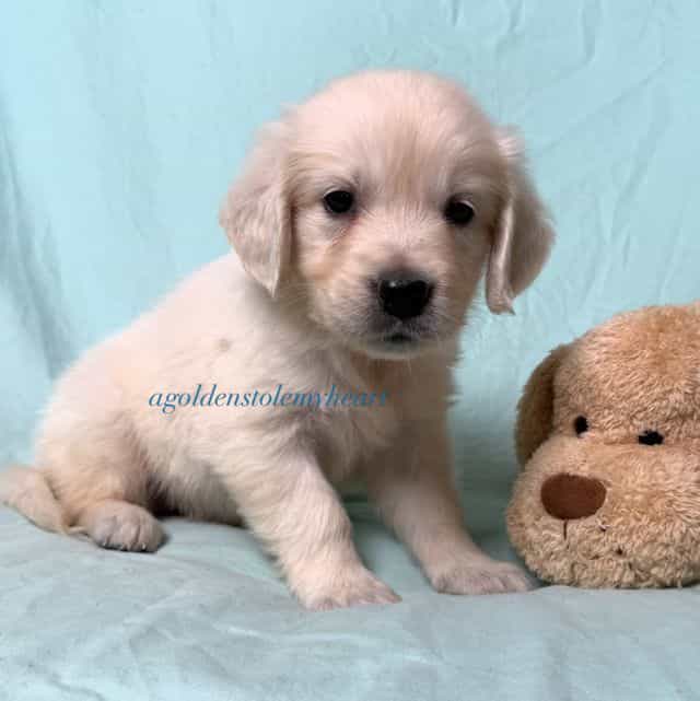Misty  - Golden Retriever Female
