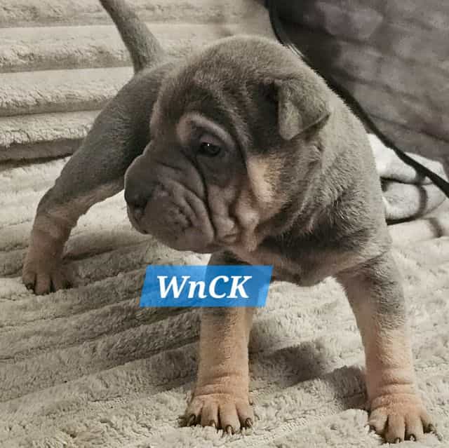 Linguine - Chinese Shar-Pei Male