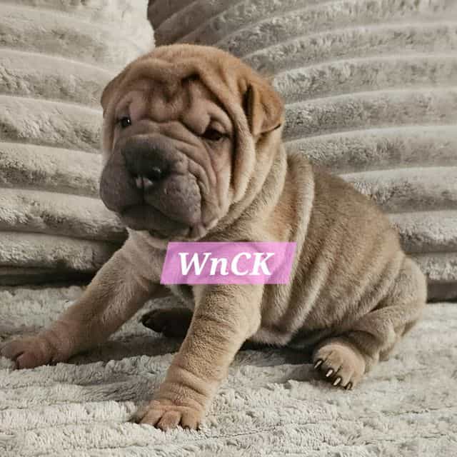 Spaghetti - Chinese Shar-Pei Female