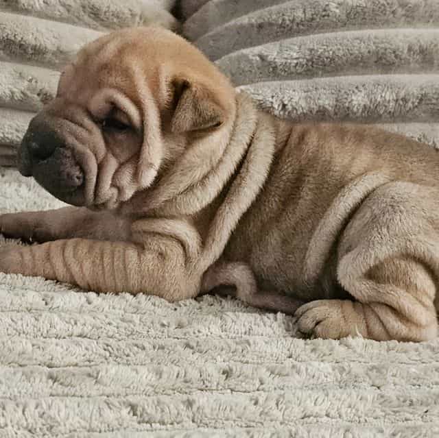 Ravioli - Chinese Shar-Pei Female