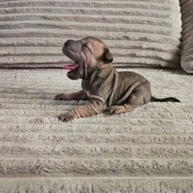 Tortellini - Chinese Shar-Pei Female
