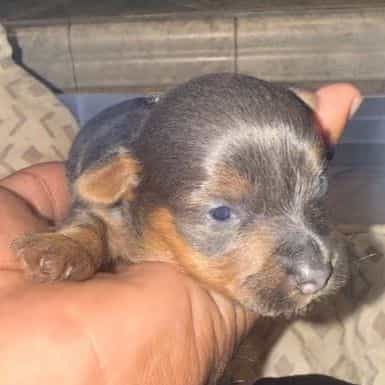 Silvia - Yorkshire Terrier Female