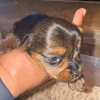 Girl 1 - Yorkshire Terrier Female