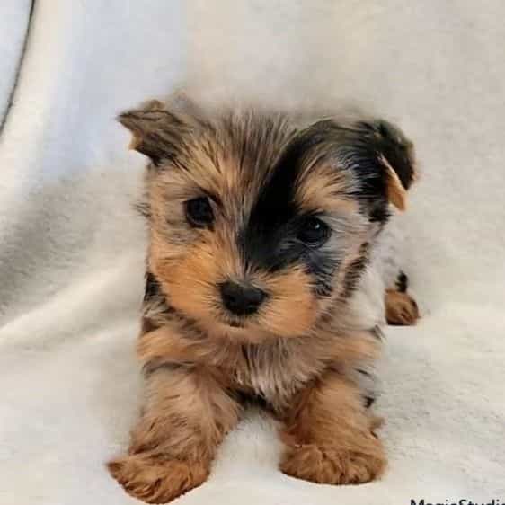 Jewel - Yorkshire Terrier Female