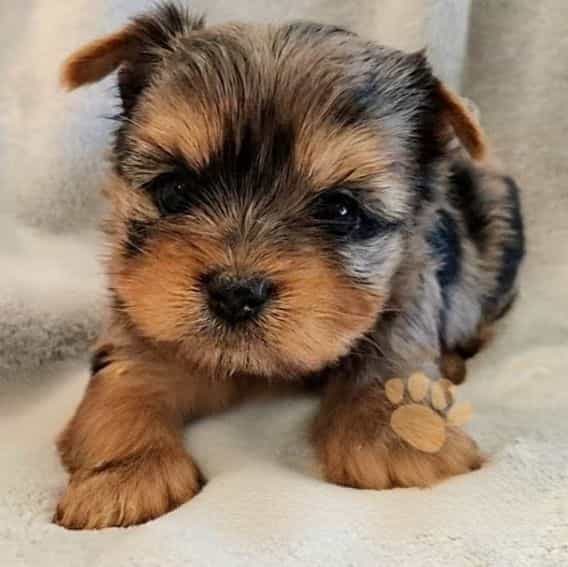 Jolie - Yorkshire Terrier Female