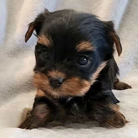Jasper - Yorkshire Terrier Male
