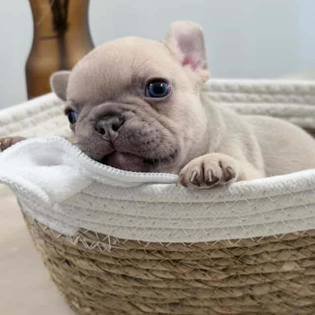 Manly - French Bulldog Male