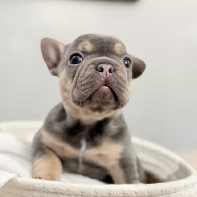 Miracle - French Bulldog Female