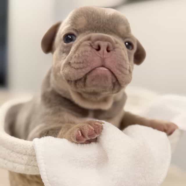 Dozer - French Bulldog Male