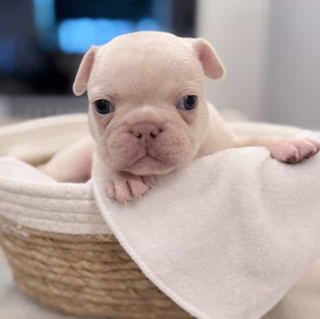Oz - French Bulldog Male
