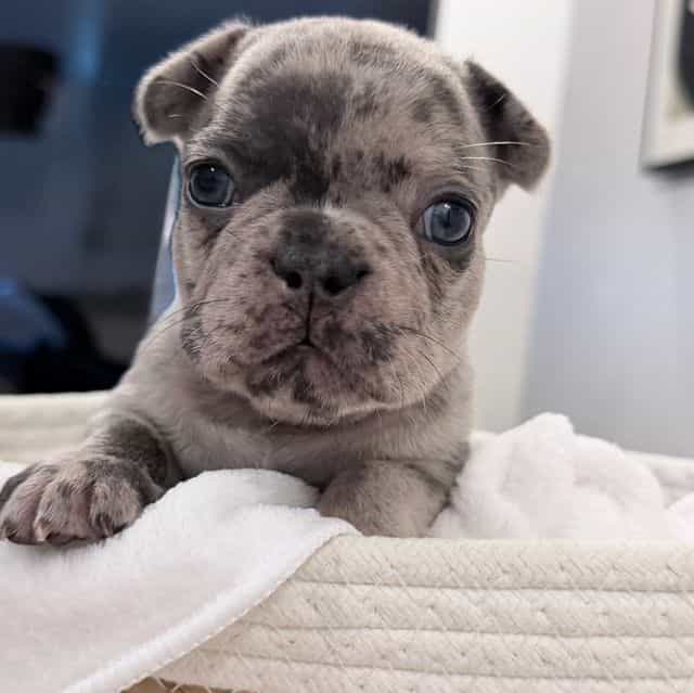 Charlie - French Bulldog Female