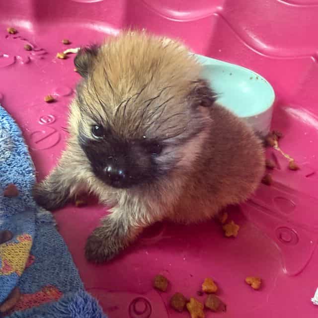 Boo - Pomeranian Male