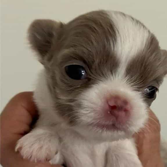 Trouble  - Chihuahua Male