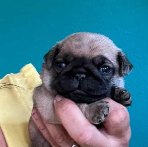 Keno - Pug Male