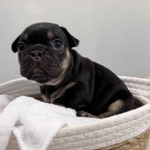 Carmen - French Bulldog Female