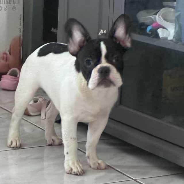 Pierre - French Bulldog Male