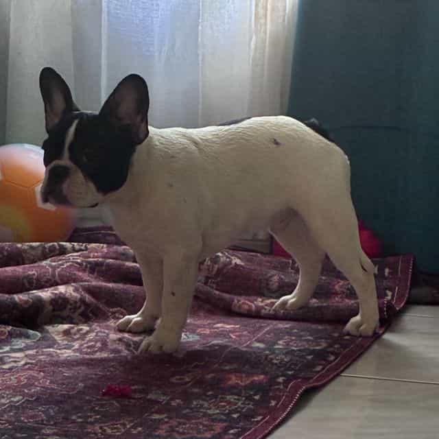 Pierre - French Bulldog Male