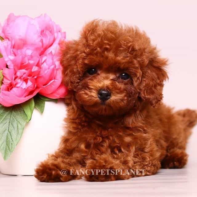 ruby cherry red - Toy Poodle Female