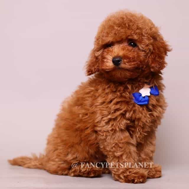 Jasper teddy be - Toy Poodle Male